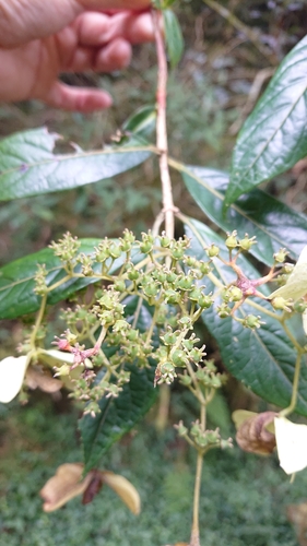 Hydrangea longifolia (Hydrangea longifolia)