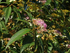 Hydrangea longifolia (Hydrangea longifolia)