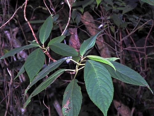 Hydrangea longifolia (Hydrangea longifolia)