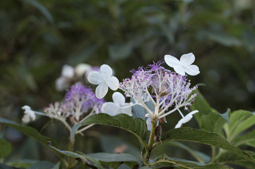 Hydrangea longifolia (Hydrangea longifolia)