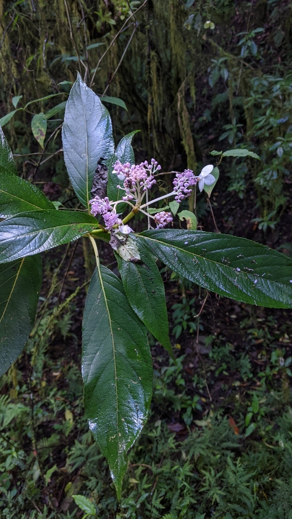 Hydrangea longifolia (Hydrangea longifolia)