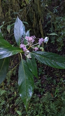 Hydrangea longifolia (Hydrangea longifolia)