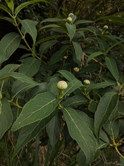 Hydrangea longifolia (Hydrangea longifolia)
