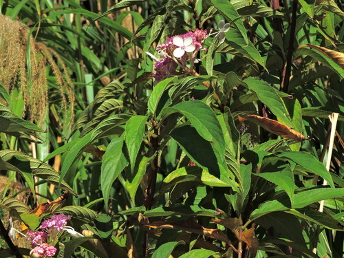 Hydrangea longifolia (Hydrangea longifolia)