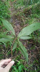 Hydrangea longifolia (Hydrangea longifolia)