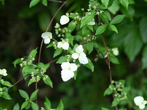 Hydrangea luteovenosa: Hydrangea luteovenosa:コガクウツギ 2009/05/10 和歌山県田辺市:Tanabe city, Wakayama pref. Japan