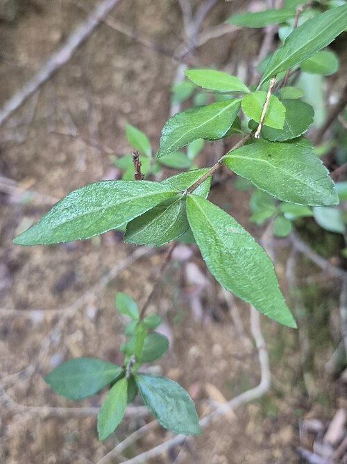 Hydrangea luteovenosa: Hydrangea luteovenosa leaves
