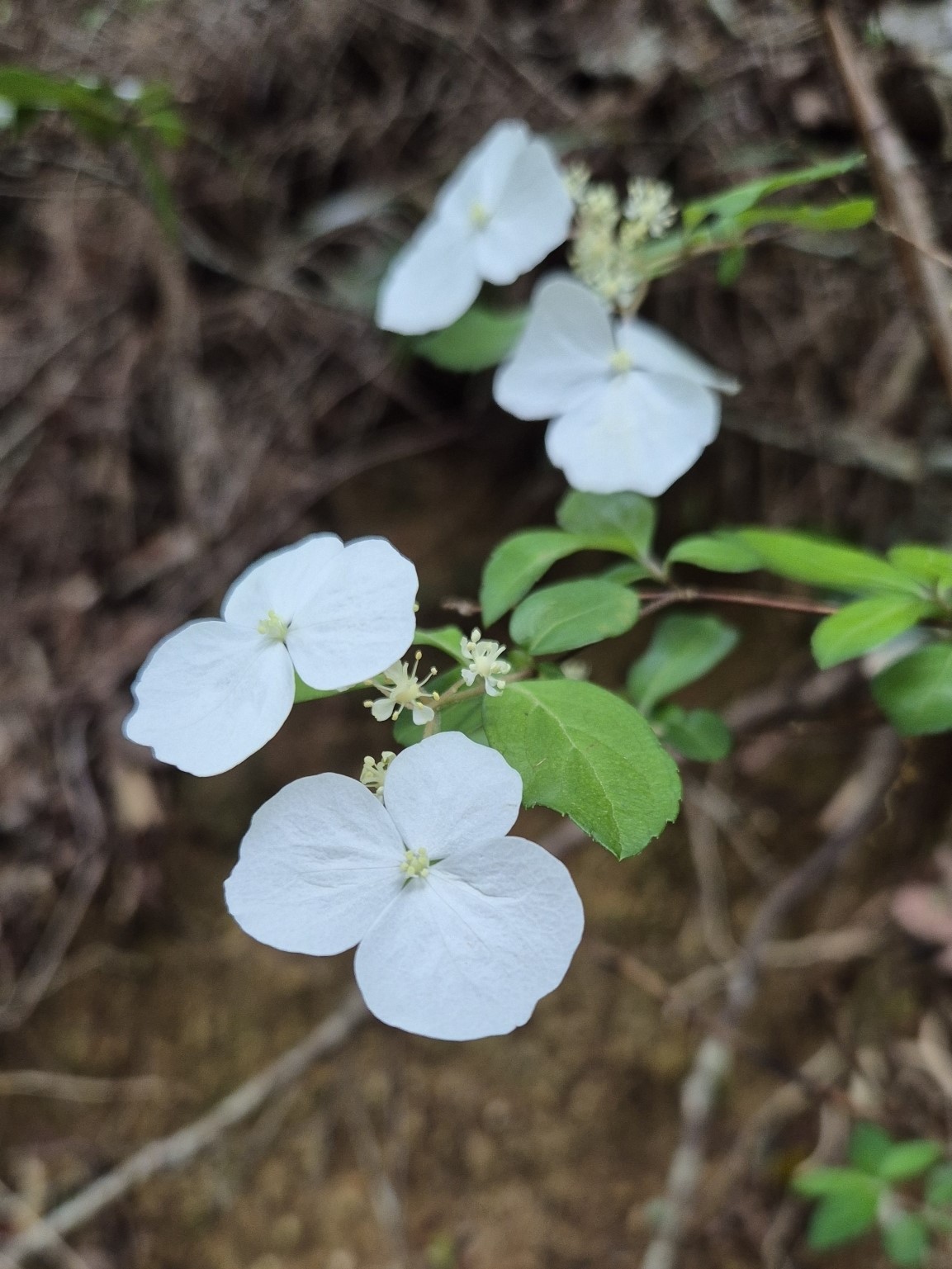 Hydrangea luteovenosa: Hydrangea luteovenosa flowers