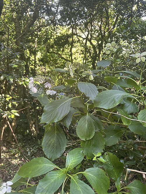 Bigleaf hydrangea: Hydrangea macrophylla , natural wild, Oshima, Shizuoka, Japan