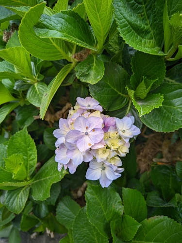 Bigleaf hydrangea (Hydrangea macrophylla)