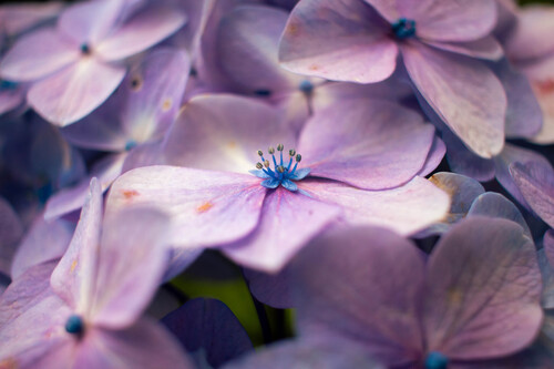 Bigleaf hydrangea (Hydrangea macrophylla)