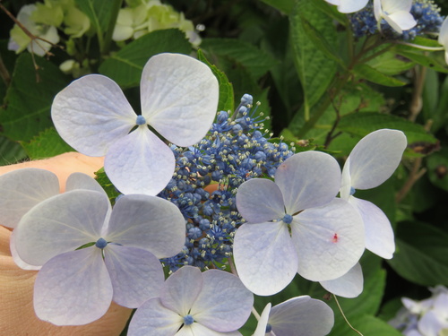 Bigleaf hydrangea (Hydrangea macrophylla)