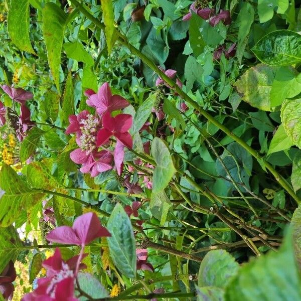 Bigleaf hydrangea (Hydrangea macrophylla)