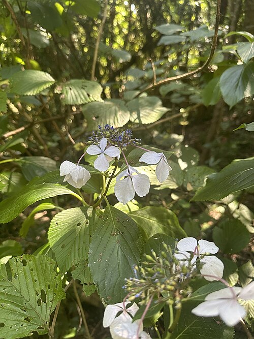Bigleaf hydrangea: Hydrangea macrophylla , natural wild, Oshima, Shizuoka, Japan