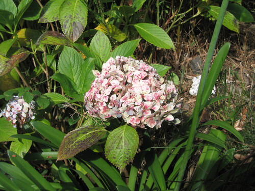 Bigleaf hydrangea (Hydrangea macrophylla)