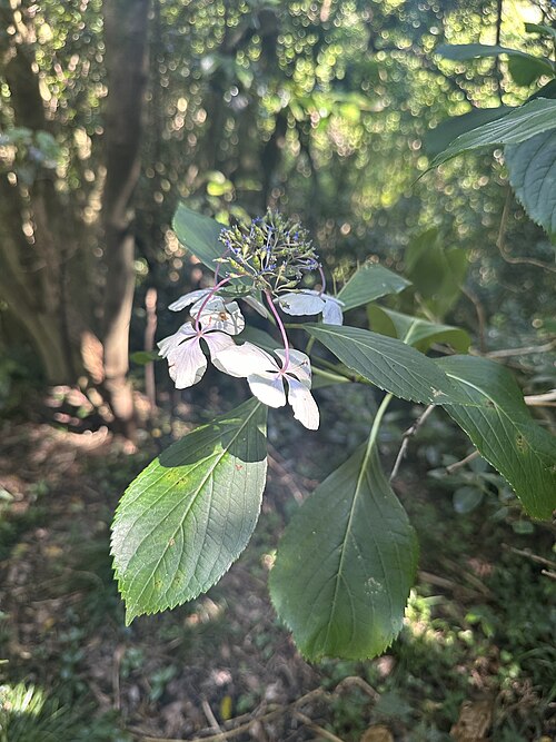 Bigleaf hydrangea: Hydrangea macrophylla , natural wild, Oshima, Shizuoka, Japan