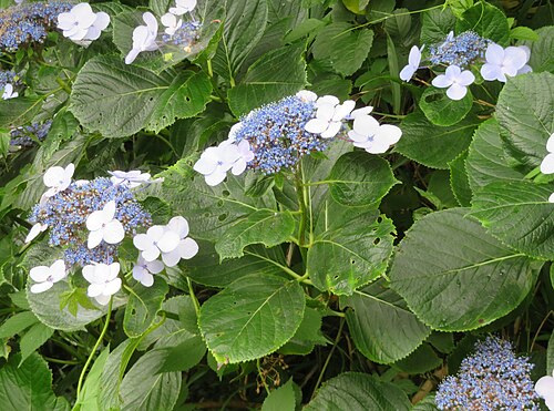 Bigleaf hydrangea: Hydrangea macrophylla , natural wild, Iwafune, Isumi, Chiba, Japan