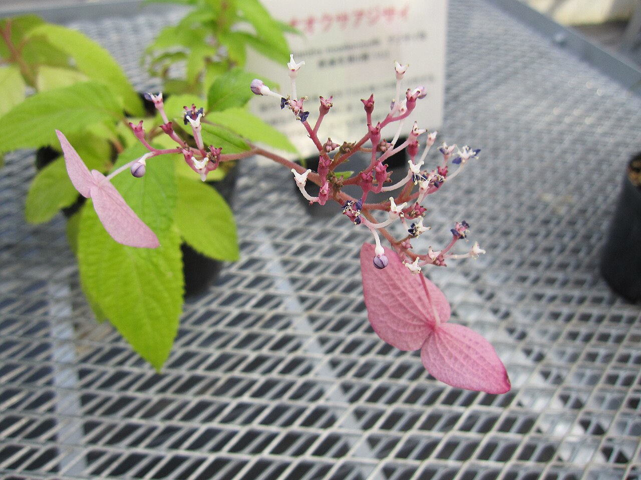 Hydrangea moellendorffi: Cardiandra moellendorffii , Photographed at Tsukuba Botanical Garden, October 2012.