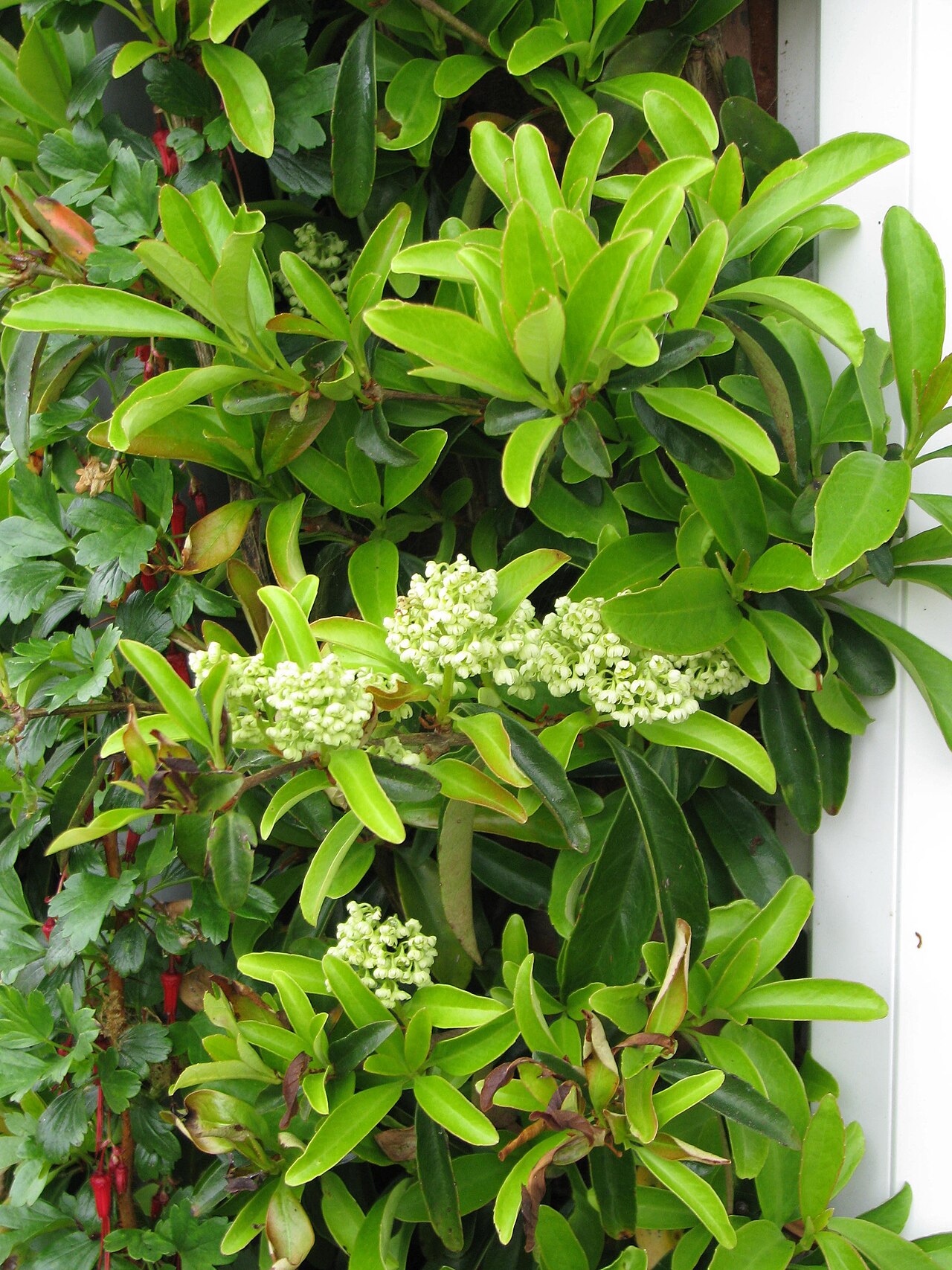 Hydrangea obtusifolia: Decumaria sinensis