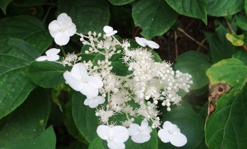 Panicled hydrangea (Hydrangea paniculata)