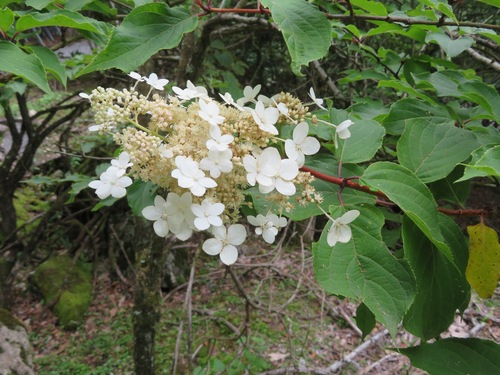 Panicled hydrangea (Hydrangea paniculata)