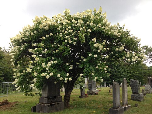 Panicled hydrangea: Hydrangea in the cemetery at the intersection of Dutch Church Road (Rensselaer County Route 41) and Taborton Road (Rensselaer County Route 42) in Berlin, New Yo