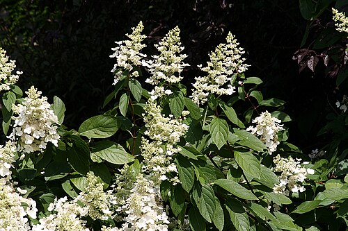 Panicled hydrangea: Hortensie - Hydrangea paniculata , Gardening Germany