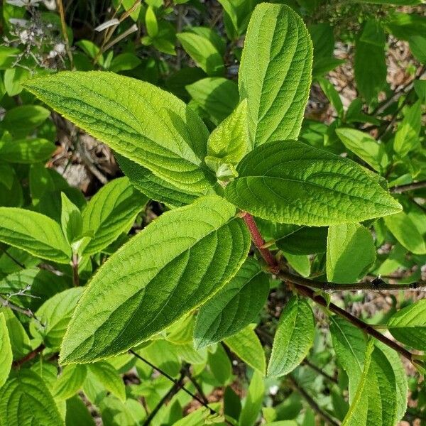 Panicled hydrangea (Hydrangea paniculata)