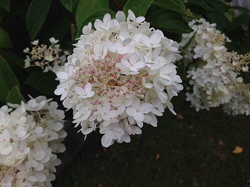 Panicled hydrangea: Hydrangea flowers in the cemetery at the intersection of Dutch Church Road (Rensselaer County Route 41) and Taborton Road (Rensselaer County Route 42) in Berlin