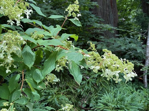 Panicled hydrangea (Hydrangea paniculata)