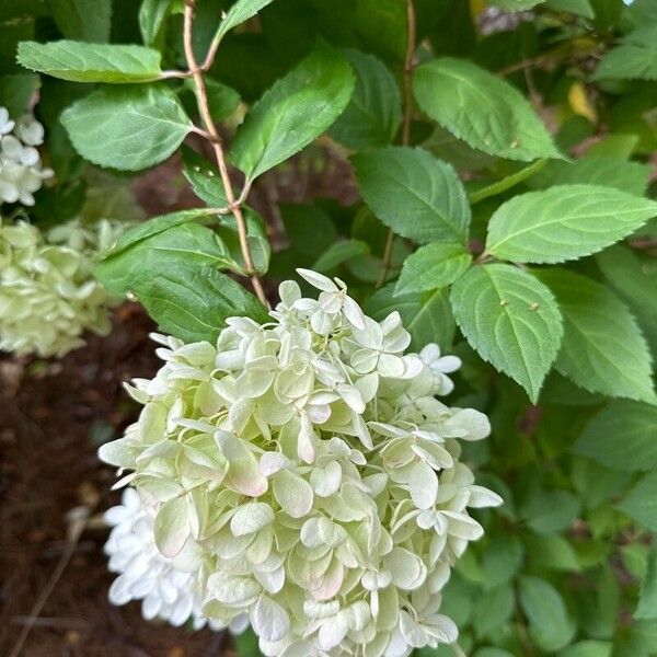 Panicled hydrangea (Hydrangea paniculata)