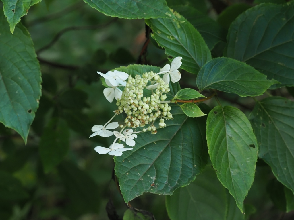 Panicled hydrangea (Hydrangea paniculata)