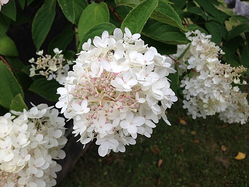 Panicled hydrangea: Hydrangea flowers in the cemetery at the intersection of Dutch Church Road (Rensselaer County Route 41) and Taborton Road (Rensselaer County Route 42) in Berlin