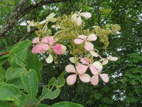 Panicled hydrangea (Hydrangea paniculata)