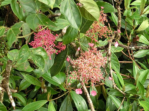 Hydrangea peruviana: Hydrangea peruviana , inflorescences. Costa Rica, Monteverde Cloud Forest Reserve, Selvatura hanging bridges walkway, ca 1500 m.