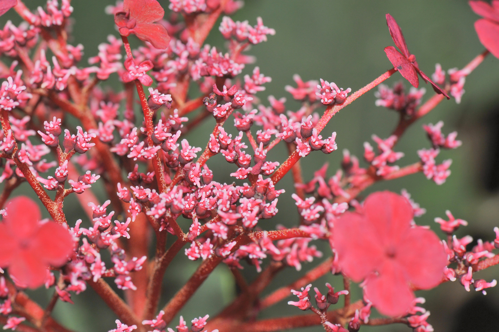 Hydrangea peruviana (Hydrangea peruviana)