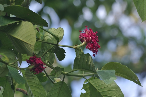 Hydrangea peruviana (Hydrangea peruviana)