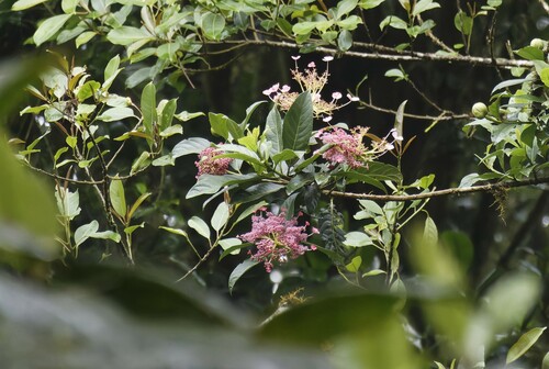 Hydrangea peruviana (Hydrangea peruviana)