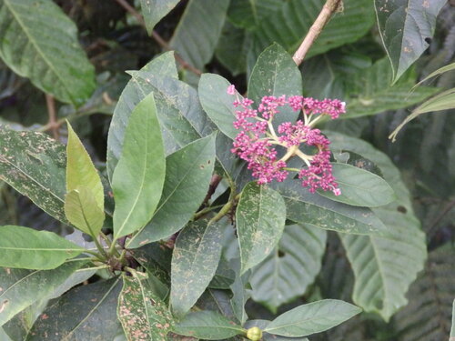 Hydrangea peruviana (Hydrangea peruviana)