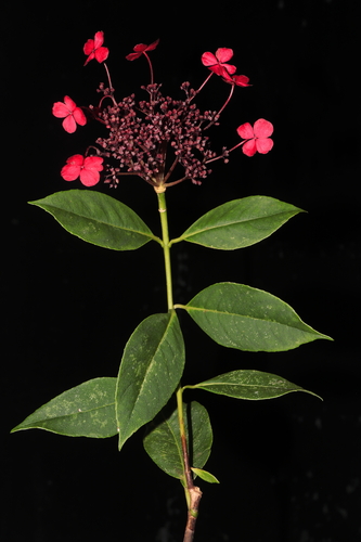 Hydrangea peruviana (Hydrangea peruviana)