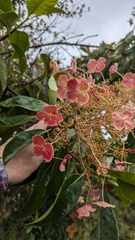 Hydrangea peruviana (Hydrangea peruviana)