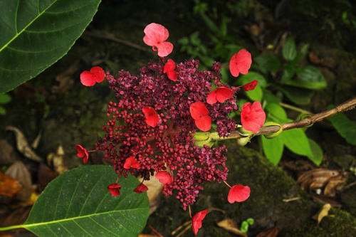 Hydrangea peruviana (Hydrangea peruviana)