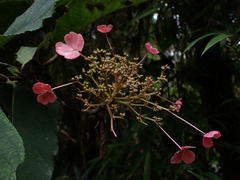 Hydrangea peruviana (Hydrangea peruviana)