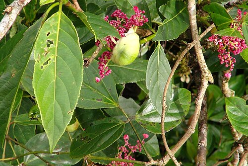 Hydrangea peruviana: Hydrangea peruviana , leaves and unfolding inflorescences. Costa Rica, Monteverde Cloud Forest Reserve, Selvatura hanging bridges walkway, ca 1500 m.