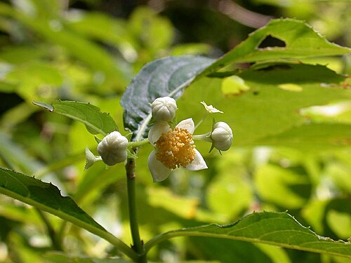 Hydrangea platyarguta: Platycorater arguta：バイカアマチャ 2007/08/05 和歌山県新宮市：Singu City, Wakayama pref. Japan