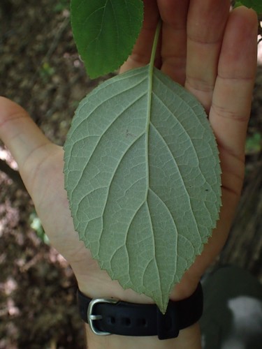 Silverleaf hydrangea (Hydrangea radiata)