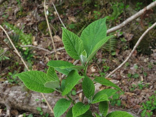 Silverleaf hydrangea (Hydrangea radiata)