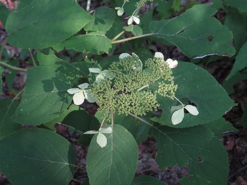Silverleaf hydrangea (Hydrangea radiata)