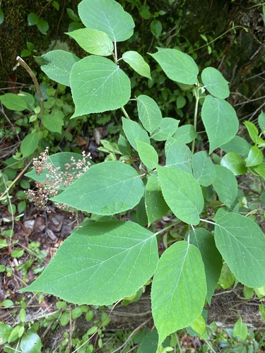 Silverleaf hydrangea (Hydrangea radiata)