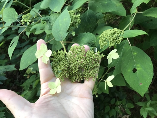 Silverleaf hydrangea (Hydrangea radiata)